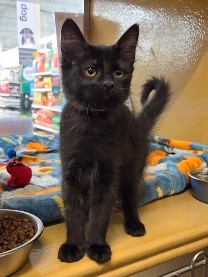 Small black Domestic Medium Hair mix kitten | Ruler