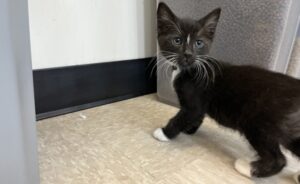 Small black and white Domestic Shorthair mix kitten | Kermit