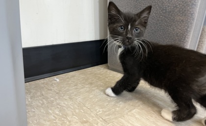 Small black and white Domestic Shorthair mix kitten | Kermit