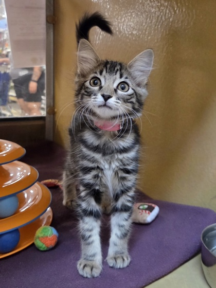 Small brown Domestic Medium Hair mix kitten | Violet