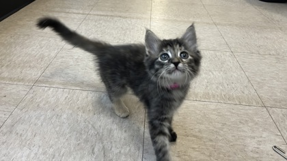 Small black and orange Domestic Shorthair mix kitten | Cici