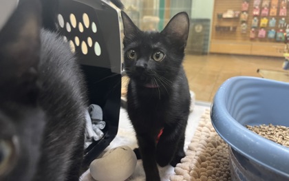 Small black Domestic Shorthair mix kitten | Climate