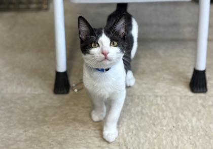 Small black and white Domestic Shorthair mix kitten | Astro
