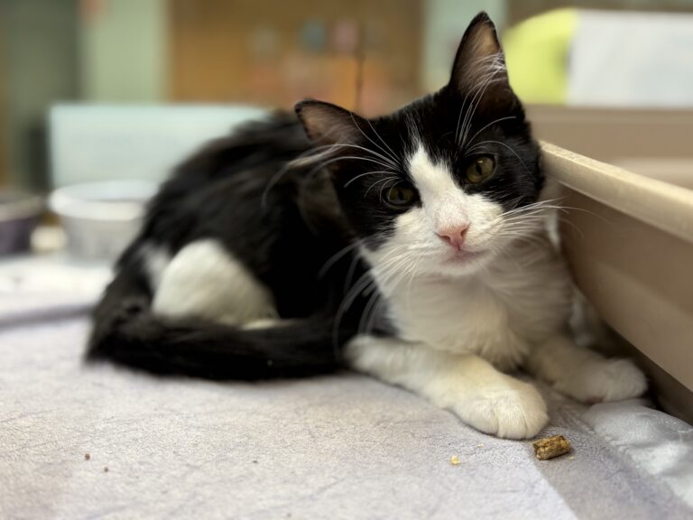 Small black and white Domestic Shorthair mix kitten | Mollie