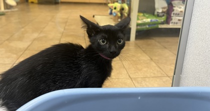 Small black Domestic Shorthair mix kitten | Citrus