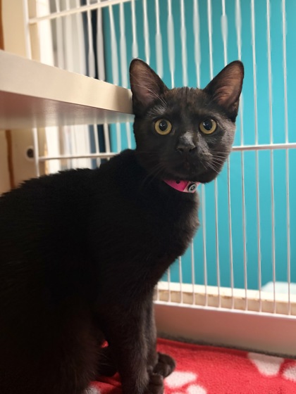 Small black Domestic Shorthair mix kitten | Nutria