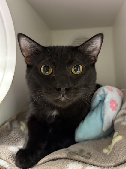 Medium black Domestic Shorthair mix kitten | George