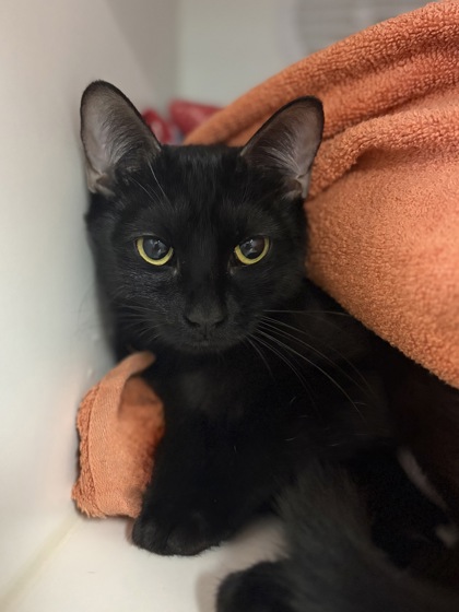Small black Domestic Shorthair mix cat | Pencil Case