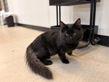 Small black Domestic Medium Hair mix kitten | Chipmunk
