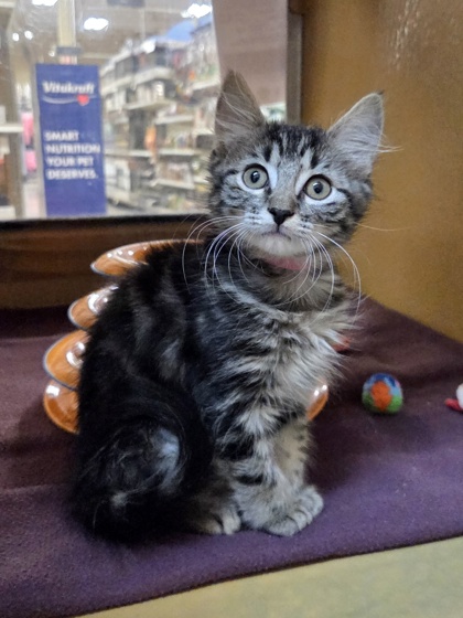 Small brown Domestic Medium Hair mix kitten | Prowler
