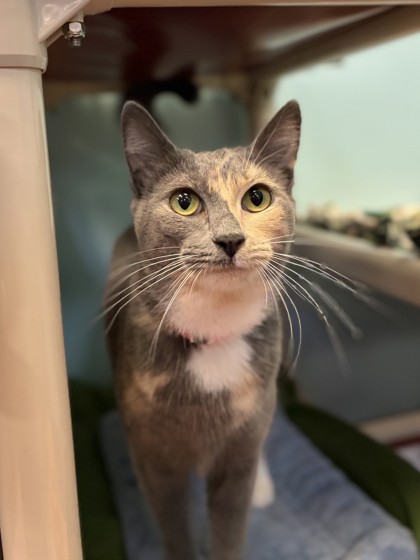 Medium grey and cream Domestic Shorthair mix cat | Tres Leches