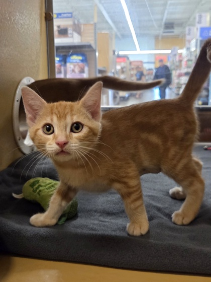 Small orange Domestic Shorthair mix kitten | Chica
