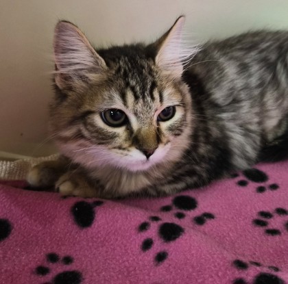 Small brown Domestic Medium Hair mix kitten | Stevie