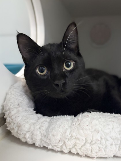 Small black Domestic Medium Hair mix kitten | Mickey