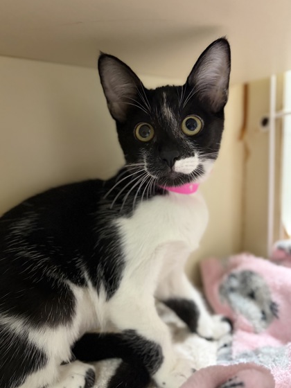 Small black and white Domestic Shorthair mix kitten | Hecate