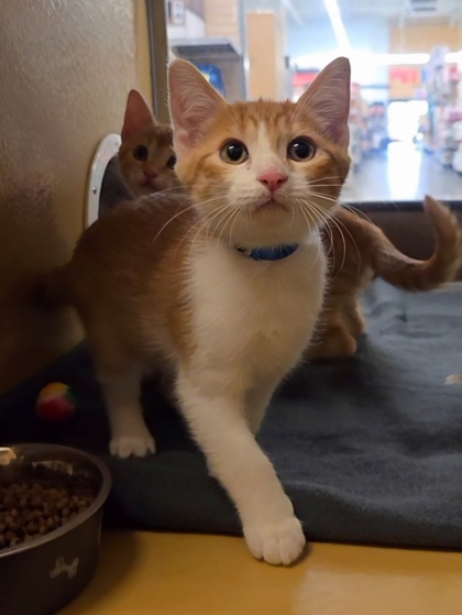 Small orange and white Domestic Shorthair mix kitten | Amigo