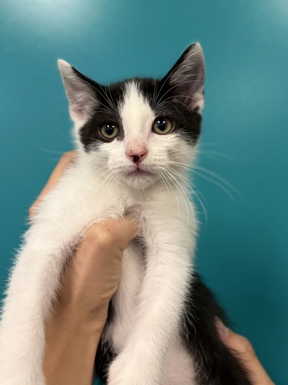 Small black and white Domestic Shorthair mix kitten | Pointe