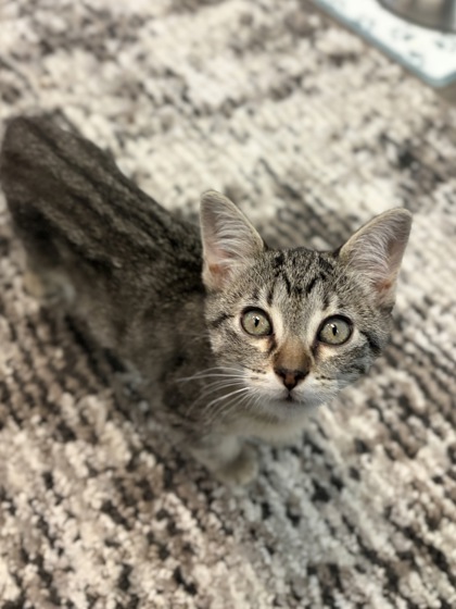 Small brown Domestic Shorthair mix kitten | Oriana