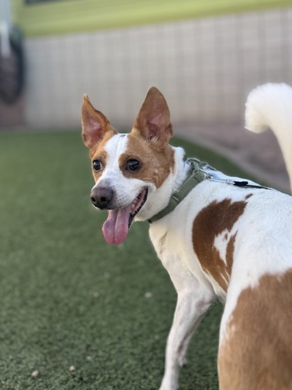 Foster pet: Barney