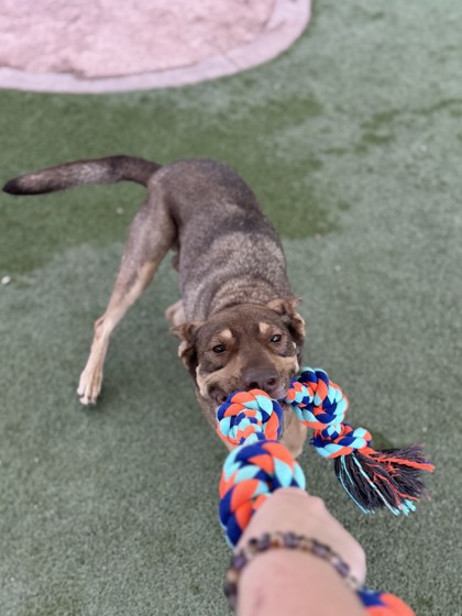 Foster pet: Cash