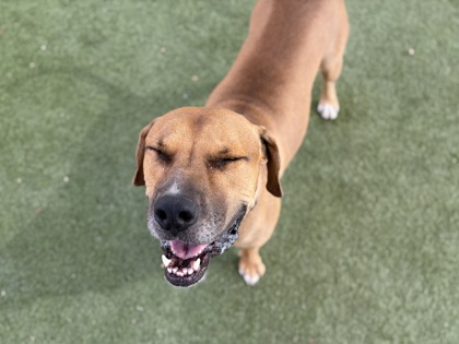 Foster pet: Manko