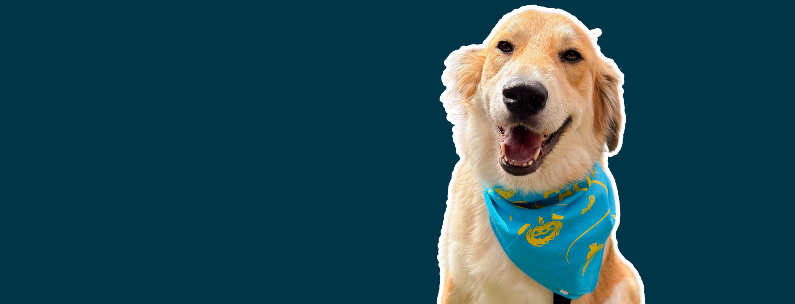 dog wearing bandana