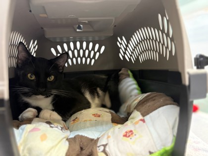 Small black and white Domestic Shorthair mix kitten | Orca