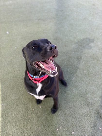 Large black Labrador Retriever mix dog | Telescope