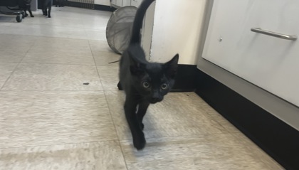 Small black Domestic Shorthair mix kitten | Cotton