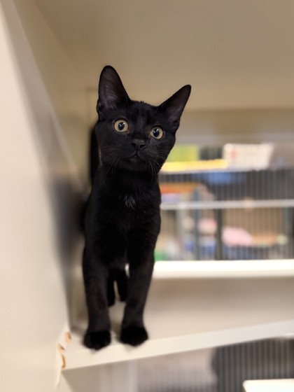 Small black Domestic Shorthair mix kitten | Tom