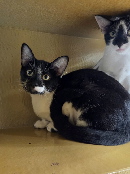 Small black and white Domestic Shorthair mix kitten | Hecate