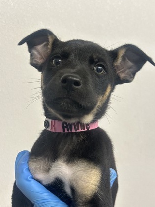 Small black and tan German Shepherd puppy | Annie