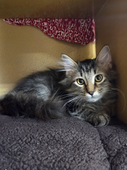 Small brown Domestic Medium Hair mix kitten | Bilton