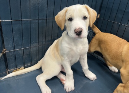 Small blond and cream Chinese Shar-Pei mix puppy | Cheese Curd