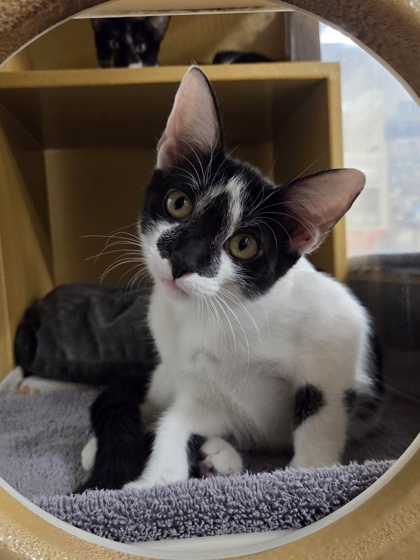 Small black and white Domestic Shorthair mix kitten | Circe
