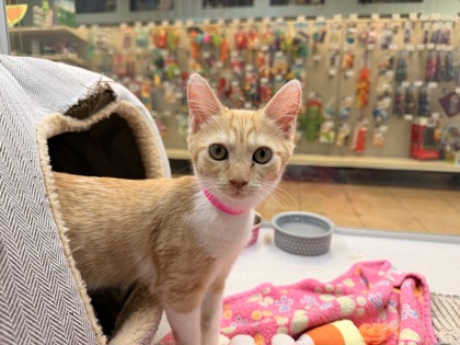 Small orange and white Domestic Shorthair mix kitten | Starfish
