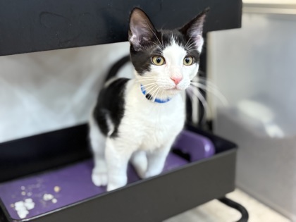 Small black and white Domestic Shorthair mix kitten | Neutron