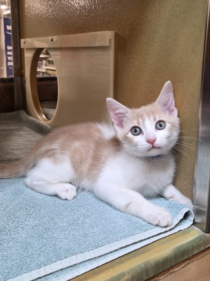 Small cream and white Domestic Shorthair mix kitten | Muffin