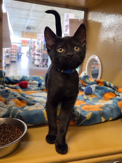 Small black Domestic Shorthair mix kitten | Eraser