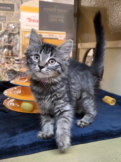 Small brown Domestic Medium Hair mix kitten | Hawaii