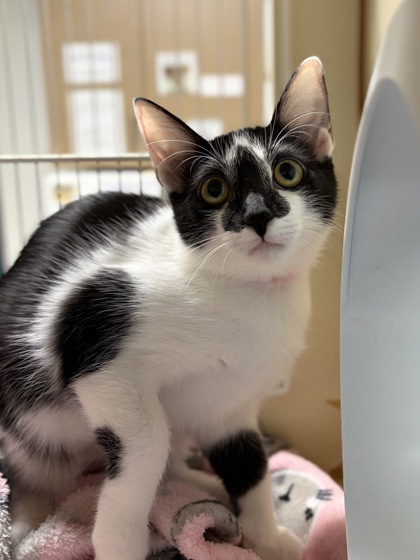 Small black and white Domestic Shorthair mix kitten | Circe