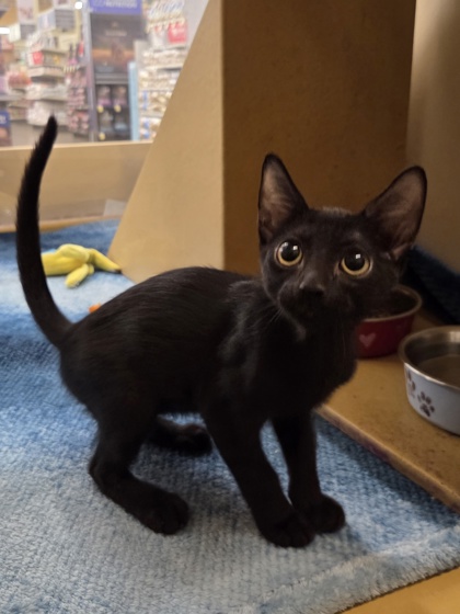 Small black Domestic Shorthair mix kitten | Howie