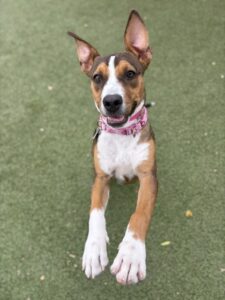 Medium brown and black Beagle puppy | Marlene