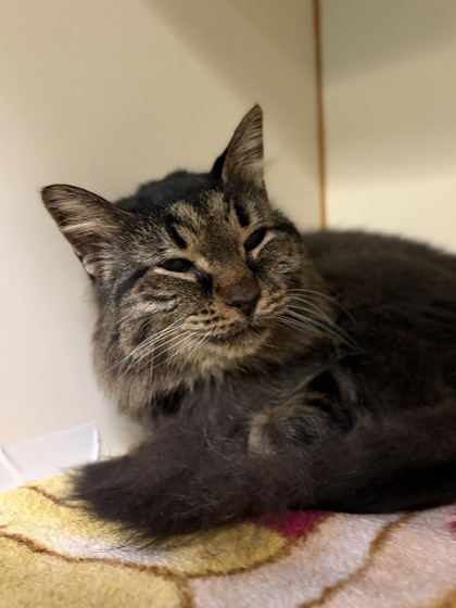Medium brown and black Domestic Longhair mix cat | Roz