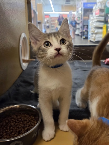 Small grey and white Domestic Shorthair mix kitten | Hermano