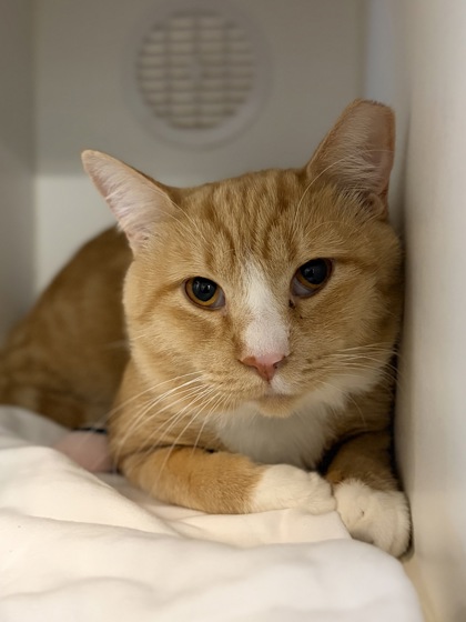 Large orange and white Domestic Shorthair mix cat | Peter Piper