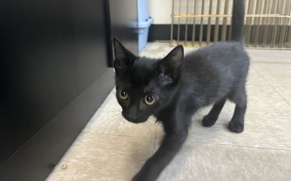 Small black Domestic Shorthair mix kitten | Copper
