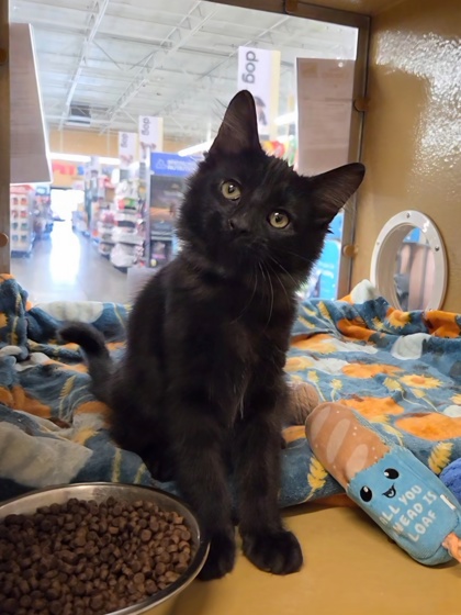 Small black Domestic Medium Hair mix kitten | Glue Stick