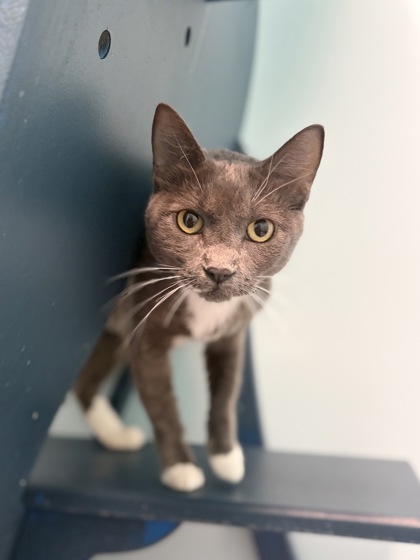 Medium grey and white Domestic Shorthair mix cat | Bell Bottom