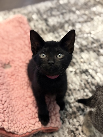 Small black Domestic Shorthair mix kitten | Odelia